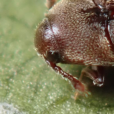 Throscidae: Trixagus sp.